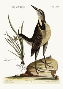 La gran alondra, 1749-73 de Mark Catesby